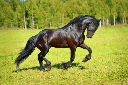 Black horse runs gallop on the meadow in summerm, runs to the rightの写真素材