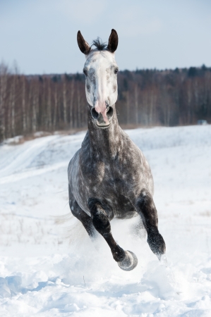White horse runs gallop in front focus in winter timeの写真素材