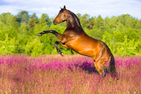 Bay horse rearing up on flowers background in summer time