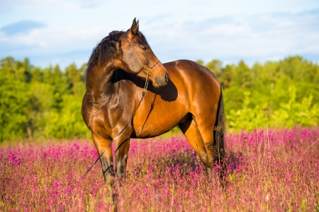 Bay horse portrait in pink flowers in summerの写真素材