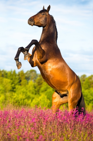Bay horse rearing up on floral background in summer timeの写真素材
