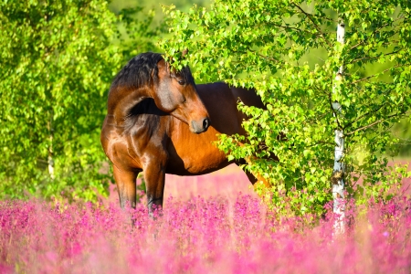 Bay horse portrait in pink flowers in summerの写真素材