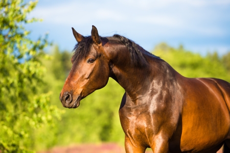 Bay horse portrait in summer timeの写真素材