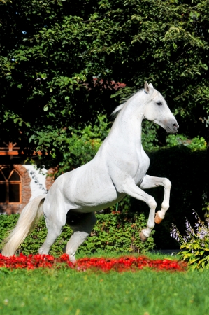 White horse rearing up in red flowers in summerの写真素材