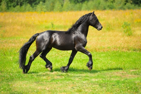 Black horse runs trot on the meadowの写真素材
