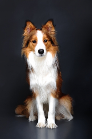 Border collie portrait on the dark grey background の写真素材