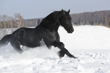 Black Friesian horse runs gallop in winterの写真素材