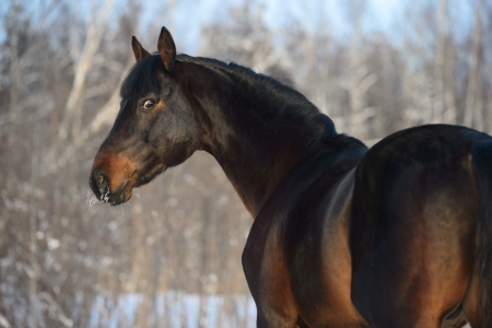 Bay horse portrait in winter timeの写真素材