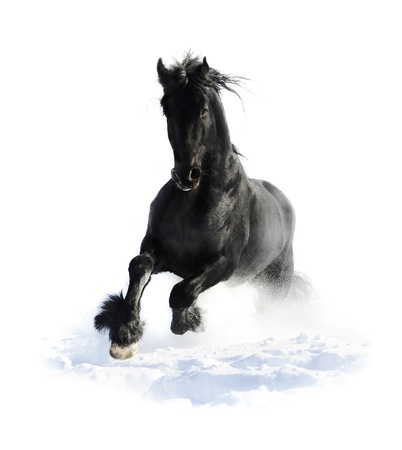 Black horse runs gallop in winter on the whiteの写真素材