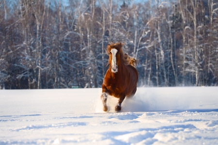 Red horse runs gallop in winterの写真素材
