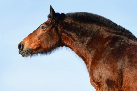 Bay draft horse portrait on the sky backgroundの写真素材