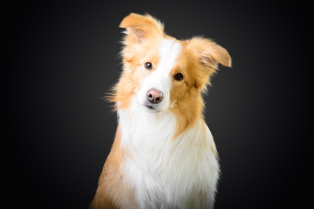 Smart red border collie looking at youの写真素材