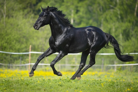 Black horse runs gallop in summer timeの写真素材