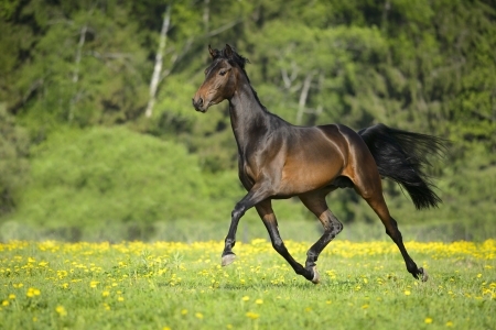 Bay horse runs trot in freedom, springtimeの写真素材