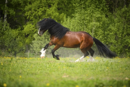 Vladimir Heavy Draft horse playing on the meadowの写真素材