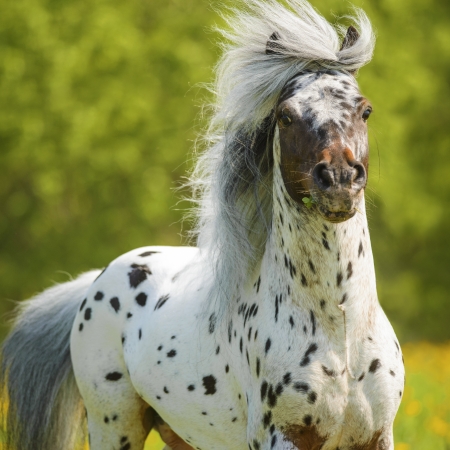Appaloosa stallion playing on the meadow in summer timeの写真素材