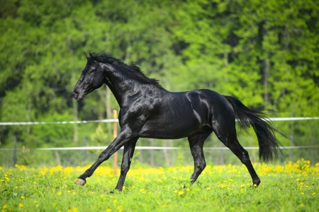 Black horse runs gallop in summer timeの写真素材