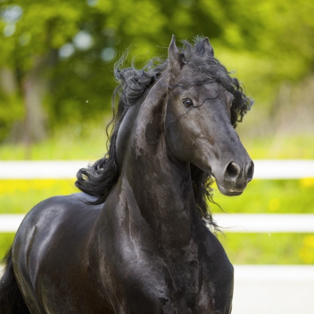 Black Friesian horse runs gallop in summer timeの写真素材