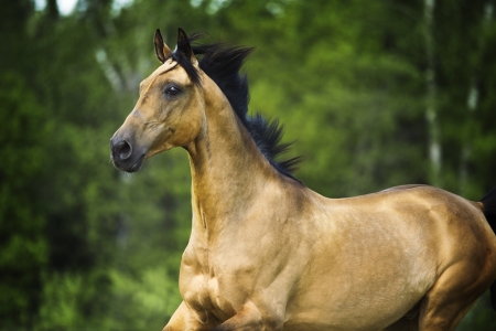 golden horse akhal-teke portrait in motion in summer の写真素材