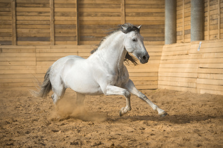 White PRE horse runs gallop in the manegeの写真素材