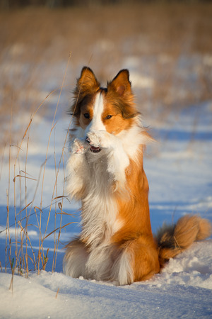 Red dog funny portrait in winterの写真素材