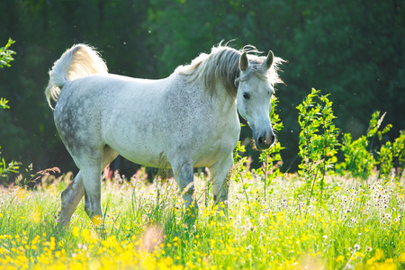 White Arabian horse in the sunset lightsの写真素材