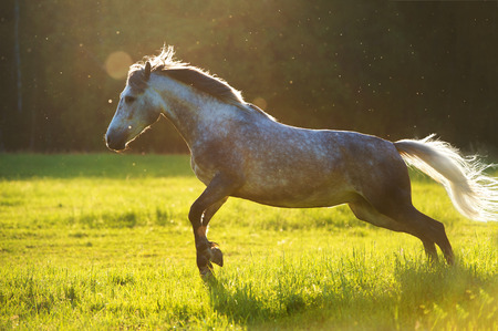 White horse Orlov trotter play in the sunset lightの写真素材