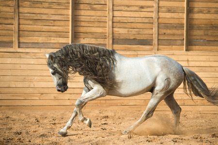 White Andalusian horse runs gallopの写真素材