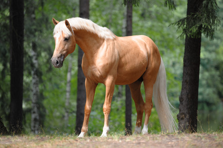 beautiful palomino horse stands in the meadow in forest beautiful palomino horse stands in the meadow in forest