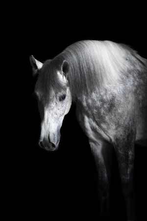 Grey Orlov trotter horse on the black backgroundの写真素材