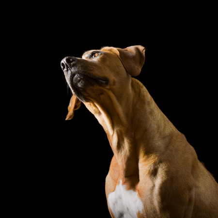Portrait of Rhodesian Ridgeback on the black backgroundの写真素材