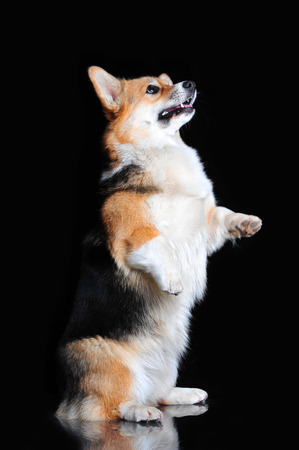 Welsh Corgi Pembroke performs tricksの写真素材