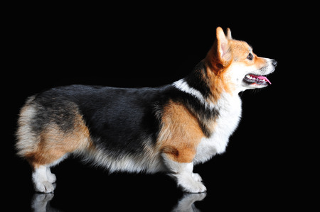 Welsh Corgi Pembroke, exteriorの写真素材