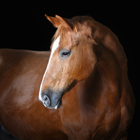 Portrait of red horse on the black backgroundの写真素材