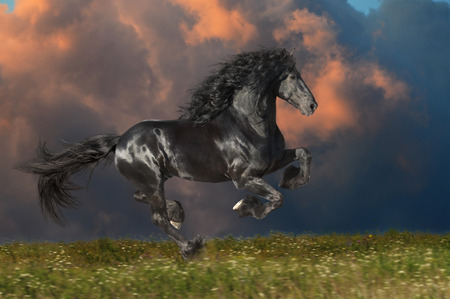 Black Friesian horse runs gallop on the dark sky backgroundの写真素材