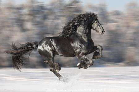 Black Friesian horse runs gallop on the blurred winter backgroundの写真素材