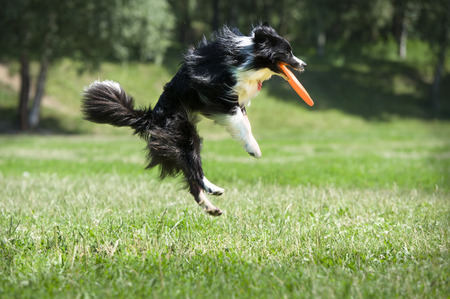 dog with flying diskの写真素材