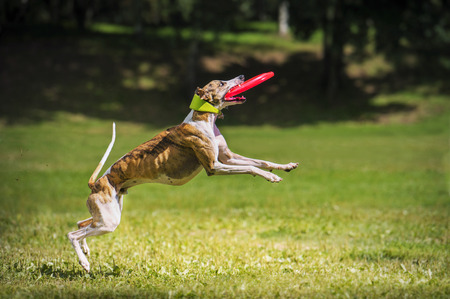 Frisbee dog with flying diskの写真素材