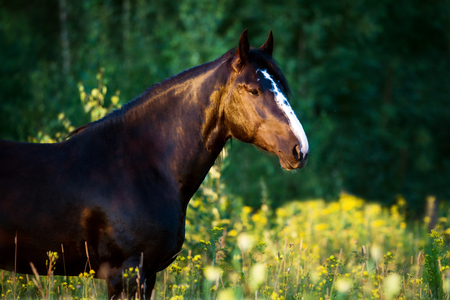 Heavy Vladimir draft horse runs gallopの写真素材