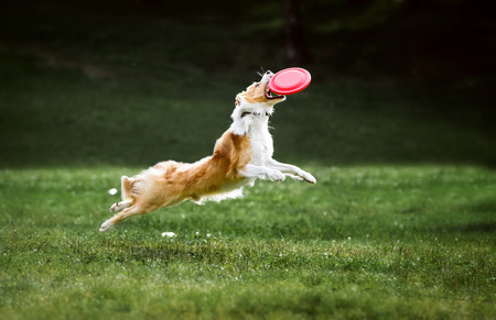 Red border collie dog jumps for a flying discの写真素材