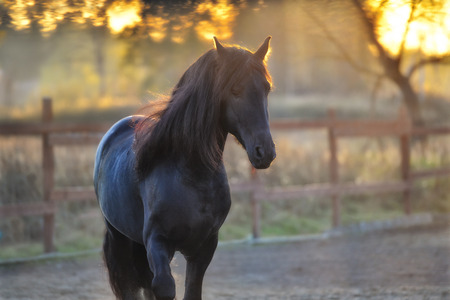 Portrait of the black Frisian horse in freedomの写真素材
