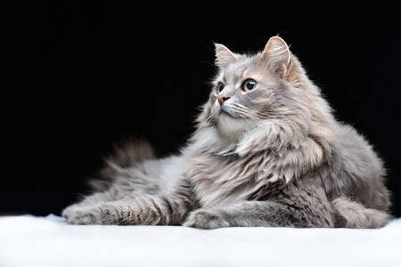 Grey cat on the black backgroundの写真素材