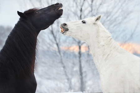 Black Friesian horse and white Orlov trotter are playing