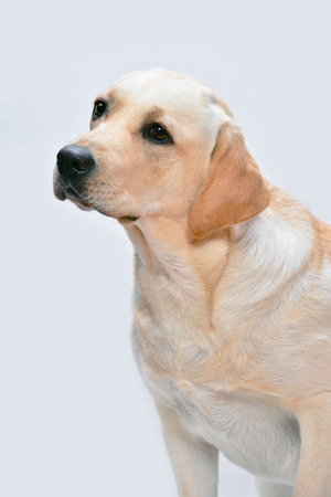 Portrait of the golden labrador dogの写真素材
