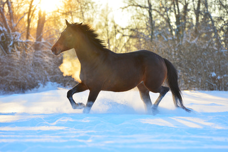 Bay horse in winterの写真素材