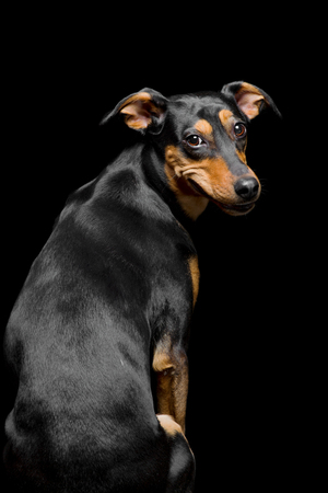 Portrait of cute mix breed dogの写真素材