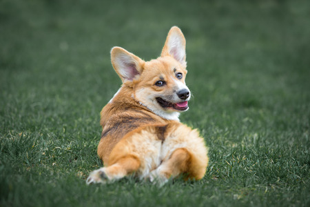 Welsh Corgi Pembroke lies on the grass in summer timeの写真素材