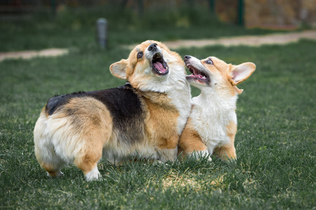 Two pembroke welsh corgi are playing on the grassの写真素材