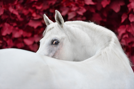 White arabian horse on red foliage backgroundの写真素材