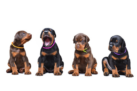 four Doberman puppy sitting in a row, isolated on whiteの写真素材